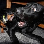 Five people shot over Chatsworth neighbours dogs fight