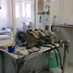 monkeys poisoned in umdloti
