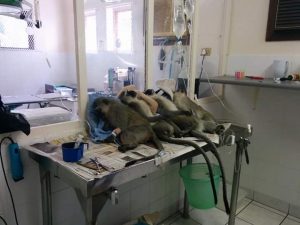 monkeys poisoned in umdloti
