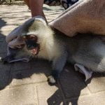monkeys poisoned in umdloti