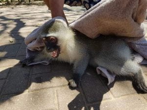 monkeys poisoned in umdloti