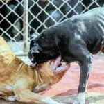 Dog fighting