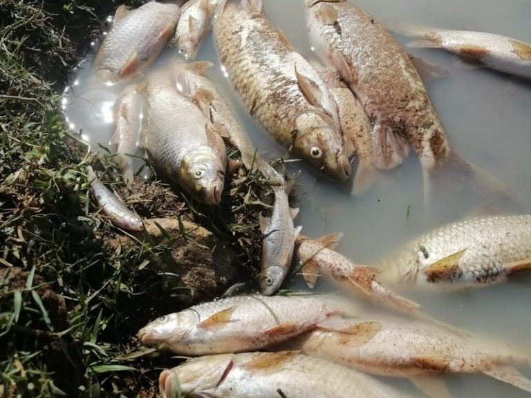 IMG-20190816-WA0044.width-800