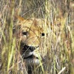 lions escape from umfolosi