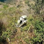 hillcrest taxi crash