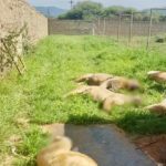 lions killed in north west