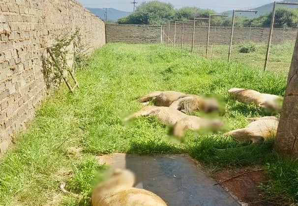 lions killed in north west