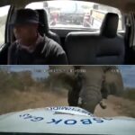 Elephant vs bakkie limpopo