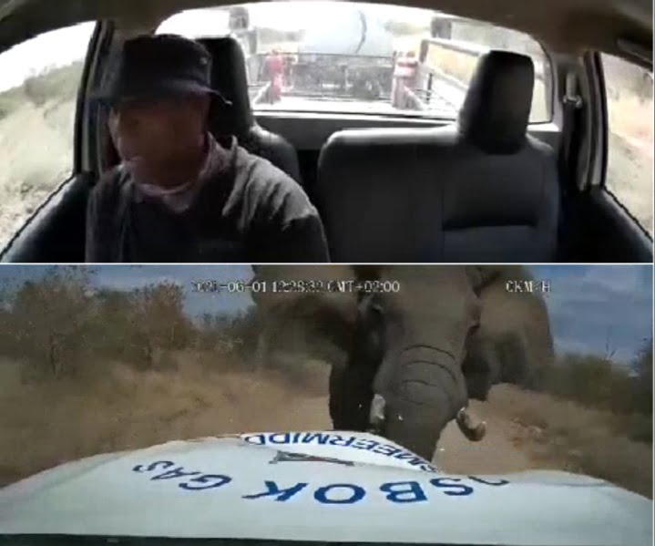 Elephant vs bakkie limpopo